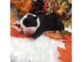 Alapaha Blue Blood Bulldog Puppy for sale in Fort Myers, FL, USA
