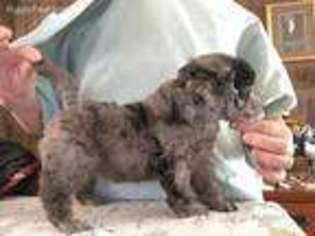 Mutt Puppy for sale in Creswell, OR, USA
