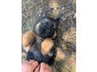 German Shepherd Dog Puppy for sale in Eagle Creek, OR, USA