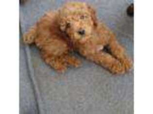 Goldendoodle Puppy for sale in North Palm Springs, CA, USA