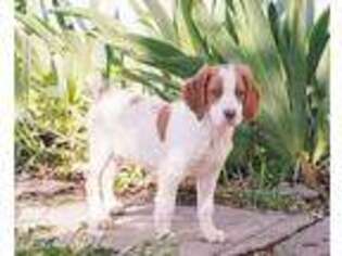 Brittany Puppy for sale in New Plymouth, ID, USA