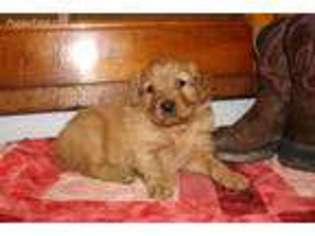 Goldendoodle Puppy for sale in Plainfield, IN, USA