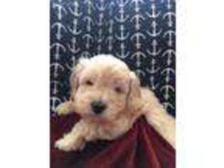 Goldendoodle Puppy for sale in Hammond, IN, USA