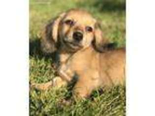 Dachshund Puppy for sale in Moses Lake, WA, USA
