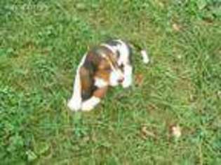 Basset Hound Puppy for sale in Newberry, IN, USA