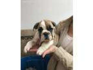 Olde English Bulldogge Puppy for sale in Rockwood, PA, USA