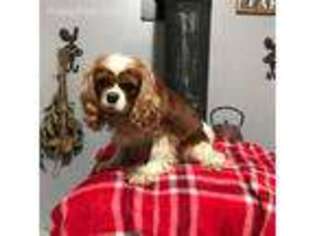 Cavalier King Charles Spaniel Puppy for sale in Clackamas, OR, USA