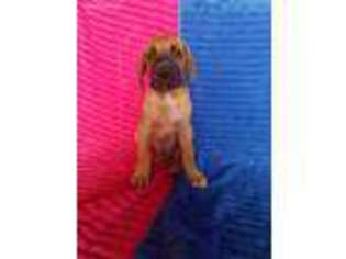 Great Dane Puppy for sale in Gatesville, TX, USA