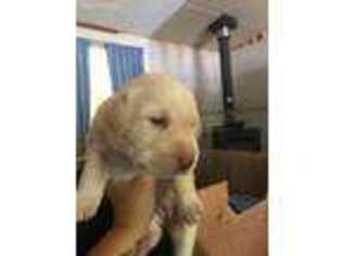 Labrador Retriever Puppy for sale in Jefferson, WI, USA