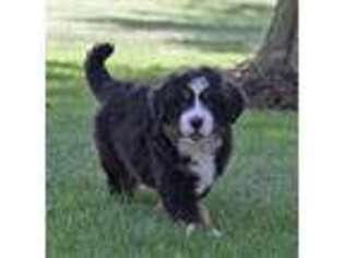 Bernese Mountain Dog Puppy for sale in Wellman, IA, USA