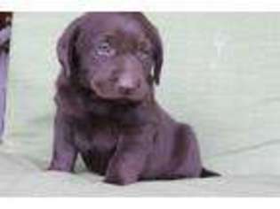 Labrador Retriever Puppy for sale in Fresno, OH, USA