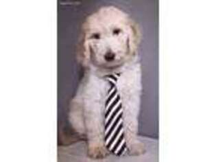 Goldendoodle Puppy for sale in Chapel Hill, NC, USA