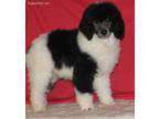 Mutt Puppy for sale in Williford, AR, USA