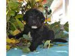 Labradoodle Puppy for sale in Omak, WA, USA