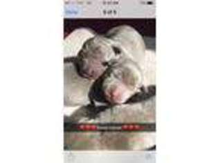 Labrador Retriever Puppy for sale in Elberton, GA, USA