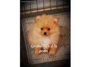 Pomeranian Puppy for sale in Aubrey, TX, USA