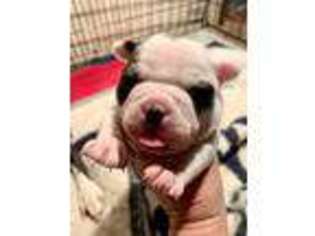 Mutt Puppy for sale in Clayton, GA, USA