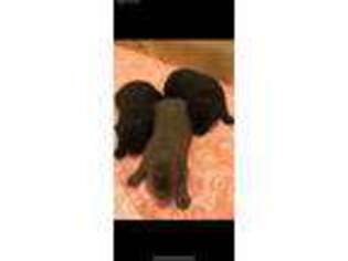 Labrador Retriever Puppy for sale in Charlotte, NC, USA