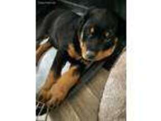 Rottweiler Puppy for sale in Fairless Hills, PA, USA
