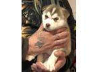 Siberian Husky Puppy for sale in Sioux City, IA, USA