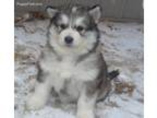 Alaskan Malamute Puppy for sale in Trivoli, IL, USA