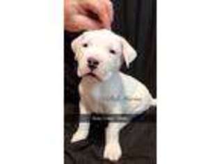 Dogo Argentino Puppy for sale in Greeley, CO, USA