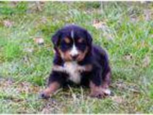 Bernese Mountain Dog Puppy for sale in Sellersburg, IN, USA