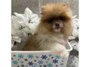 Pomeranian Puppy for sale in Teaticket, MA, USA
