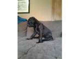 Cane Corso Puppy for sale in Sumner, WA, USA