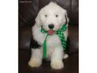 Old English Sheepdog Puppy for sale in Clay Springs, AZ, USA