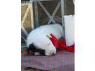 Border Collie Puppy for sale in Red Bluff, CA, USA