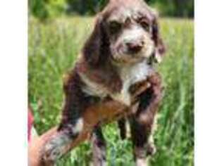 Labradoodle Puppy for sale in Bumpass, VA, USA