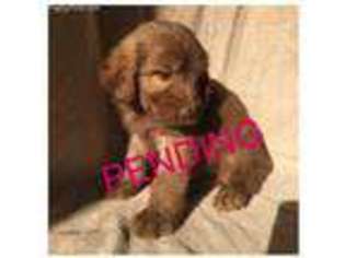 Labradoodle Puppy for sale in Canton, MS, USA