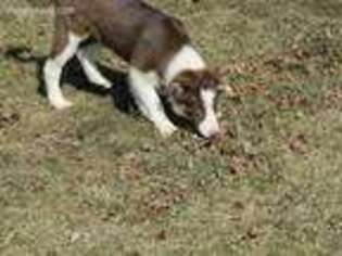 Border Collie Puppy for sale in Granville Summit, PA, USA