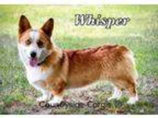 Pembroke Welsh Corgi Puppy for sale in Abbeville, GA, USA