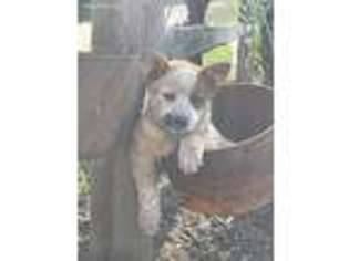 Australian Cattle Dog Puppy for sale in Glenwood, MO, USA