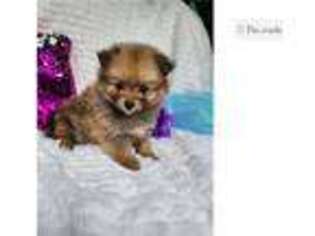 Pomeranian Puppy for sale in Springfield, MO, USA