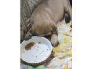 Mastiff Puppy for sale in PULASKI, PA, USA