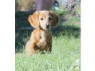 Dachshund Puppy for sale in JULIAN, CA, USA