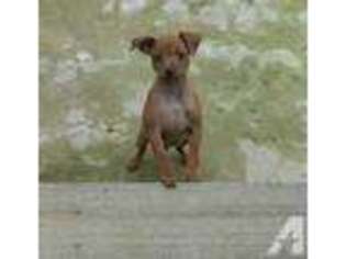 Miniature Pinscher Puppy for sale in BELLS, TN, USA