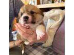 Pembroke Welsh Corgi Puppy for sale in Houston, TX, USA