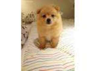 Pomeranian Puppy for sale in Temple, TX, USA