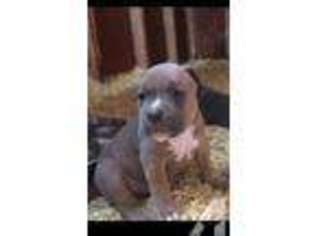Mutt Puppy for sale in MASSAPEQUA, NY, USA