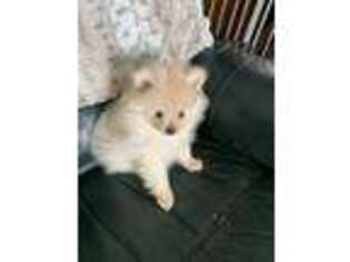 Pomeranian Puppy for sale in Ithaca, MI, USA