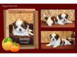 Mutt Puppy for sale in Portage, IN, USA