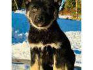 German Shepherd Dog Puppy for sale in Clam Gulch, AK, USA
