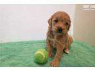 Goldendoodle Puppy for sale in Grand Island, NE, USA