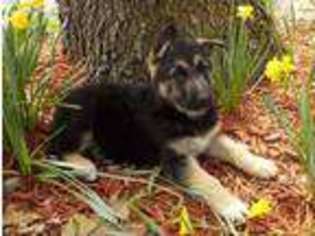 German Shepherd Dog Puppy for sale in Birch Tree, MO, USA