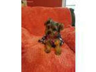 Yorkshire Terrier Puppy for sale in Conway, AR, USA