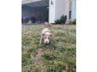Mutt Puppy for sale in Middletown, DE, USA